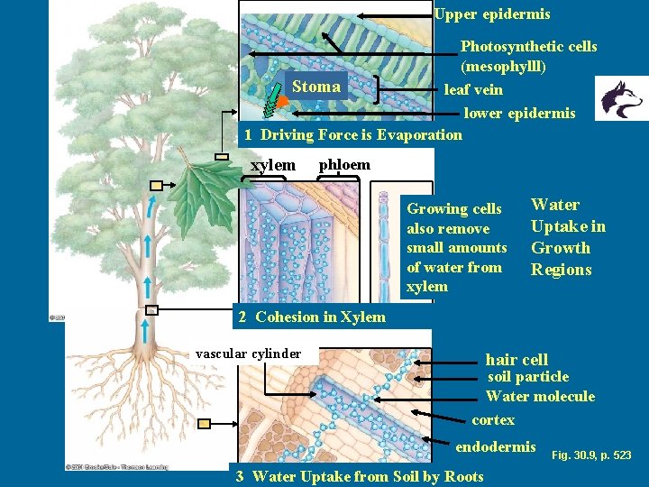 Upper epidermis Photosynthetic cells (mesophylll) Stoma leaf vein lower epidermis 1 Driving Force is