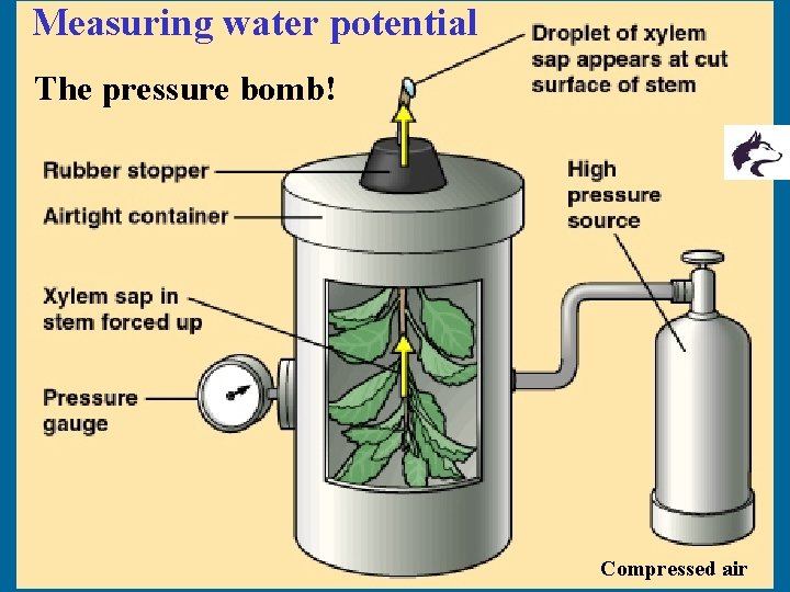  Measuring water potential The pressure bomb! Compressed air 