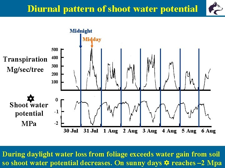 Diurnal pattern of shoot water potential Midnight Midday 500 Transpiration Mg/sec/tree 400 300 200