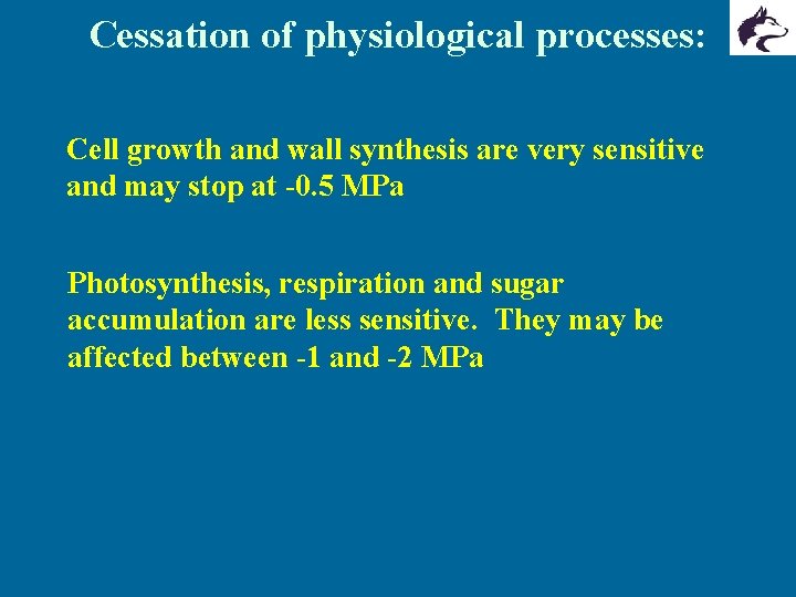 Cessation of physiological processes: Cell growth and wall synthesis are very sensitive and may