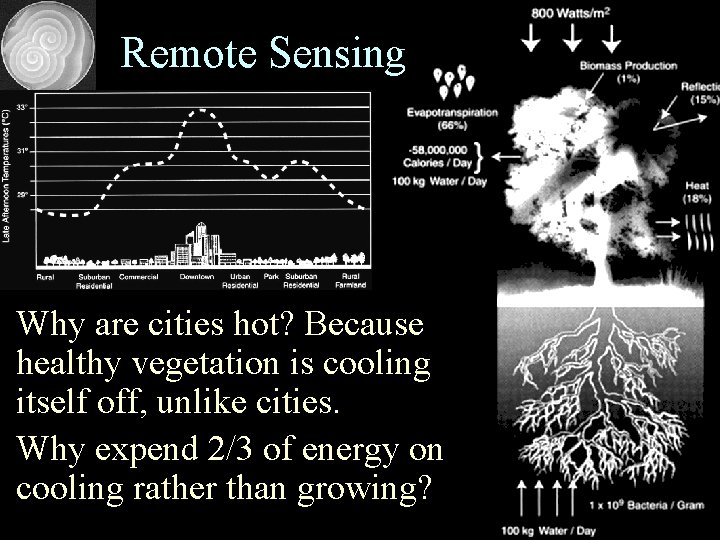 Remote Sensing • Why are cities hot? Because healthy vegetation is cooling itself off,