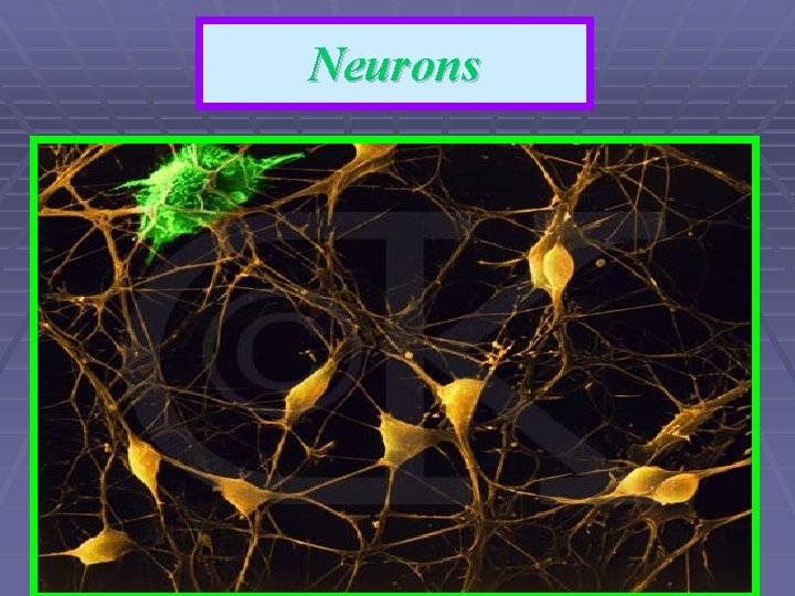 Neurons 