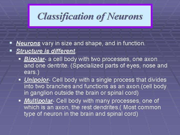 Classification of Neurons § Neurons vary in size and shape, and in function. §