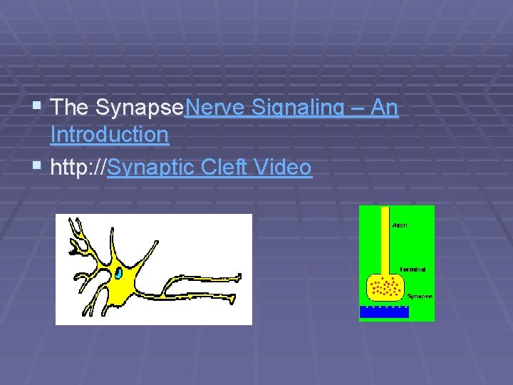 § The Synapse. Nerve Signaling – An Introduction § http: //Synaptic Cleft Video 