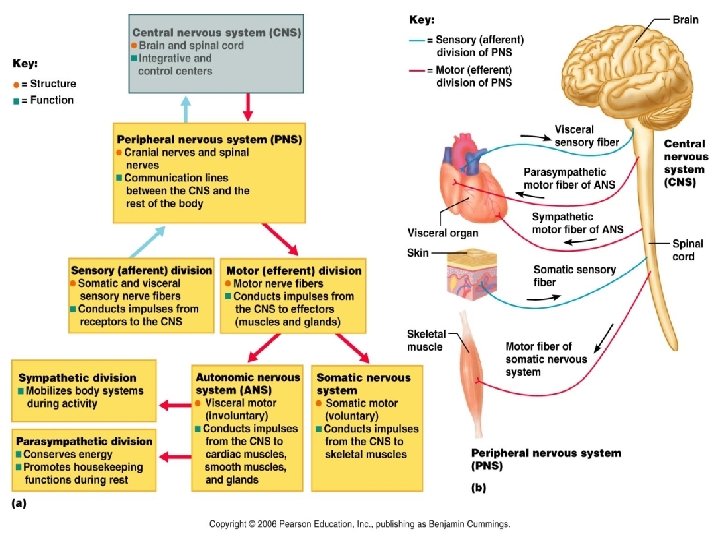 Nervous System 