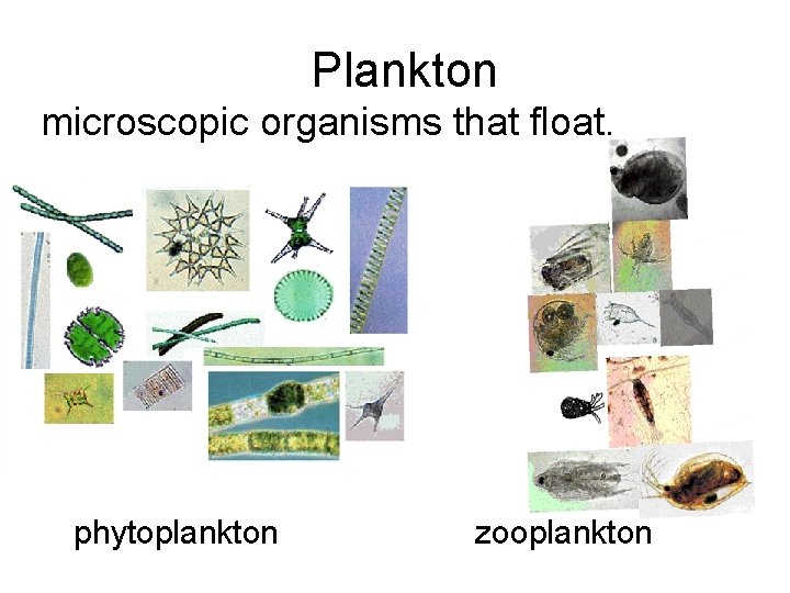 Plankton microscopic organisms that float. phytoplankton zooplankton 