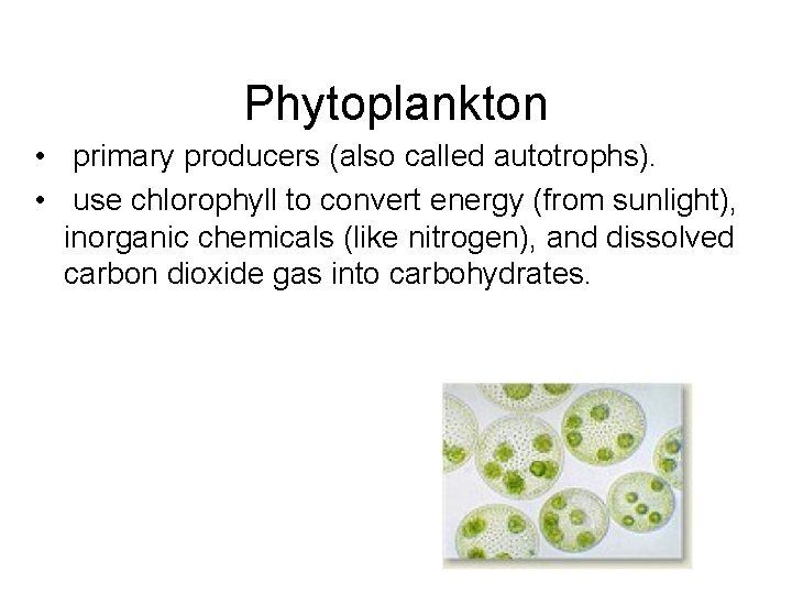 Phytoplankton • primary producers (also called autotrophs). • use chlorophyll to convert energy (from