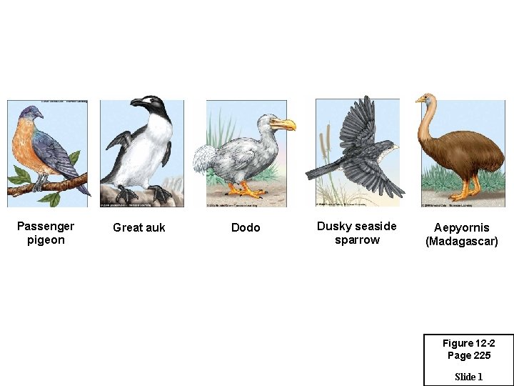 Passenger pigeon Great auk Dodo Dusky seaside sparrow Aepyornis (Madagascar) Figure 12 -2 Page