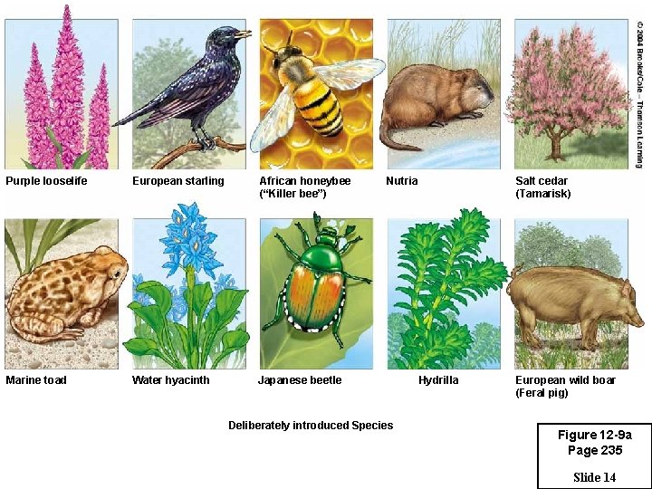 Purple looselife European starling African honeybee (“Killer bee”) Marine toad Water hyacinth Japanese beetle