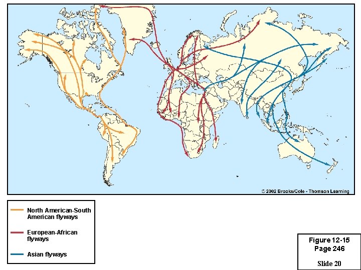 North American-South American flyways European-African flyways Asian flyways Figure 12 -15 Page 246 Slide