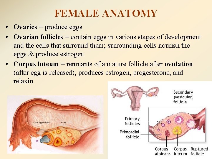 FEMALE ANATOMY • Ovaries = produce eggs • Ovarian follicles = contain eggs in