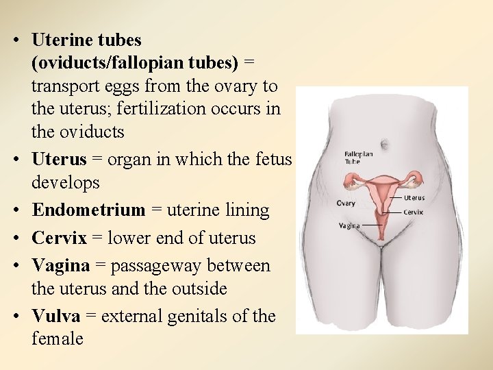  • Uterine tubes (oviducts/fallopian tubes) = transport eggs from the ovary to the