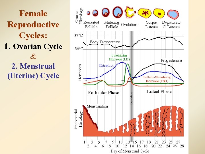 Female Reproductive Cycles: 1. Ovarian Cycle & 2. Menstrual (Uterine) Cycle 