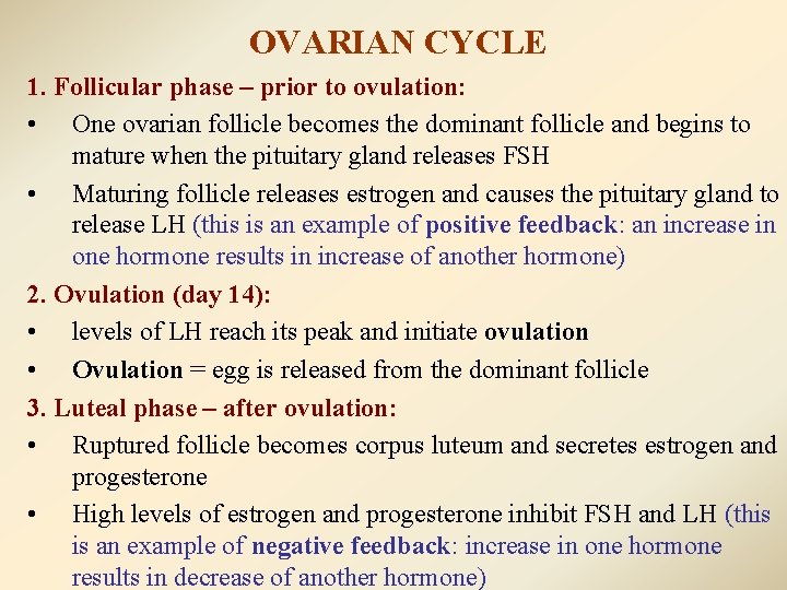 OVARIAN CYCLE 1. Follicular phase – prior to ovulation: • One ovarian follicle becomes