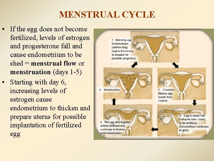 MENSTRUAL CYCLE • If the egg does not become fertilized, levels of estrogen and