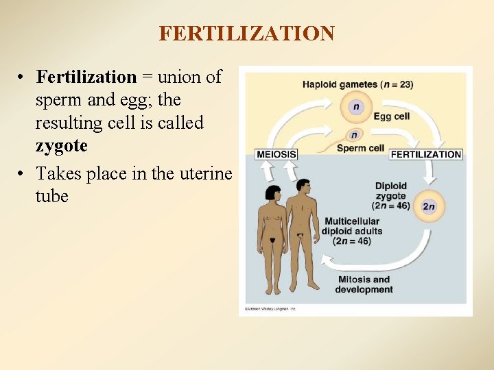 FERTILIZATION • Fertilization = union of sperm and egg; the resulting cell is called