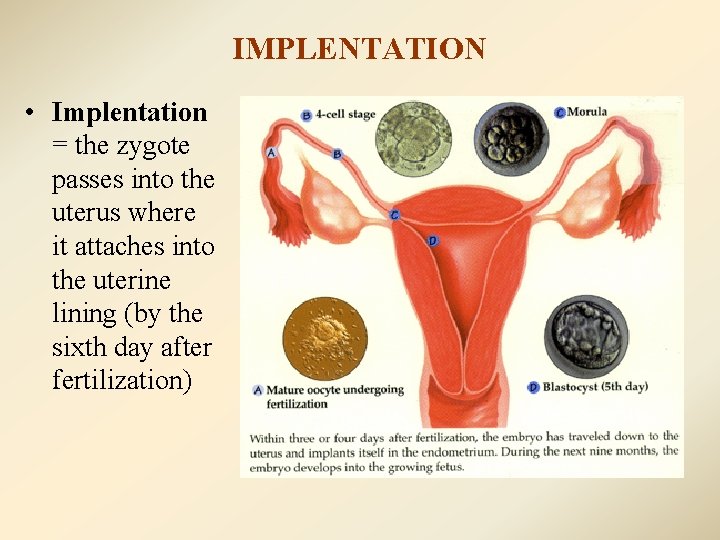 IMPLENTATION • Implentation = the zygote passes into the uterus where it attaches into