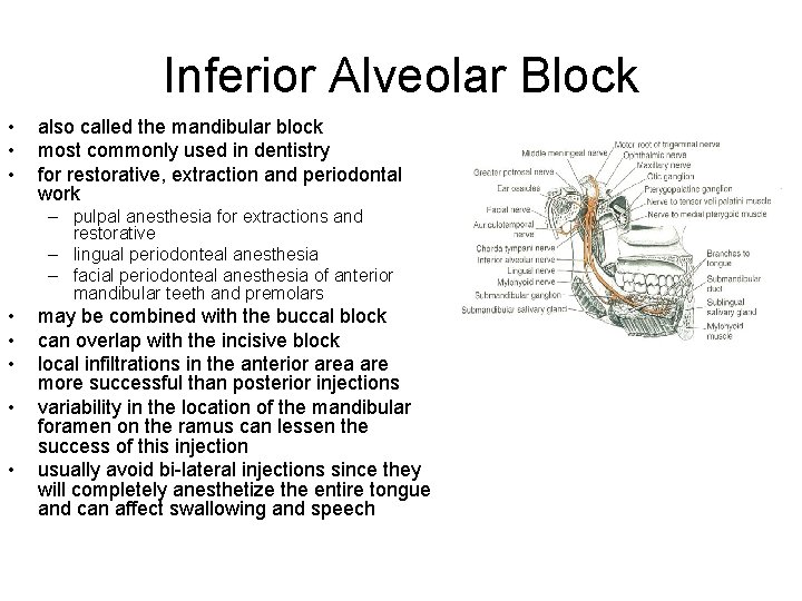 Inferior Alveolar Block • • • also called the mandibular block most commonly used