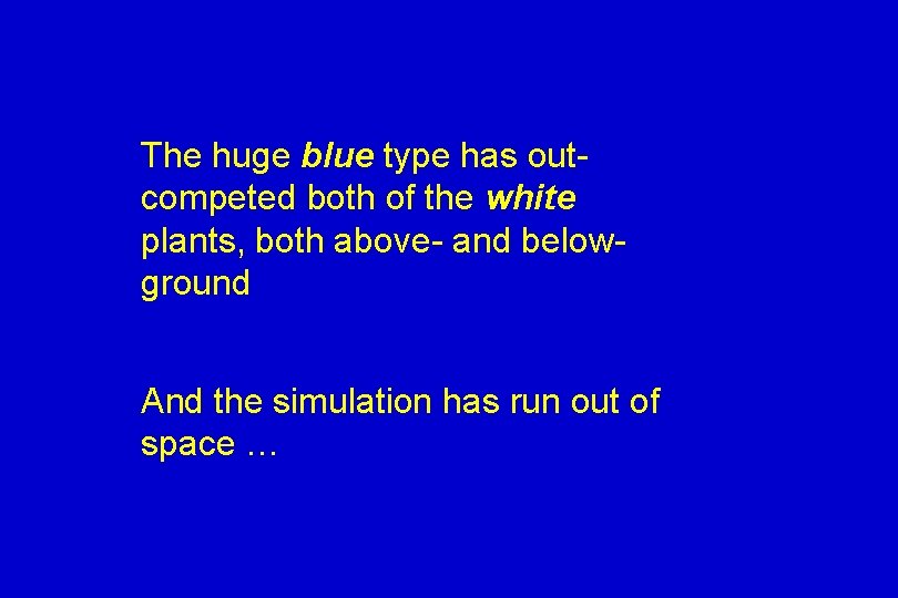 The huge blue type has outcompeted both of the white plants, both above- and