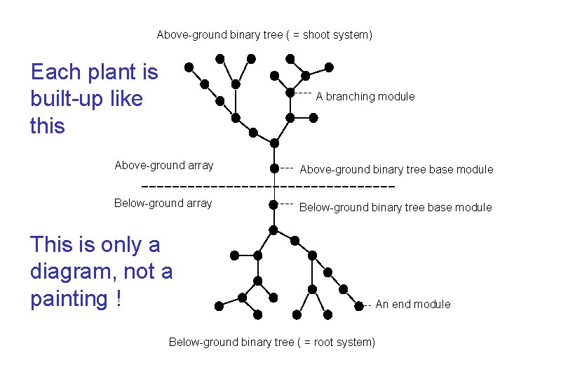 Above-ground binary tree ( = shoot system) Each plant is built-up like this A