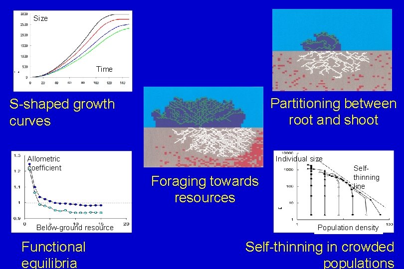 Size Time Partitioning between root and shoot S-shaped growth curves Allometric coefficient Individual size