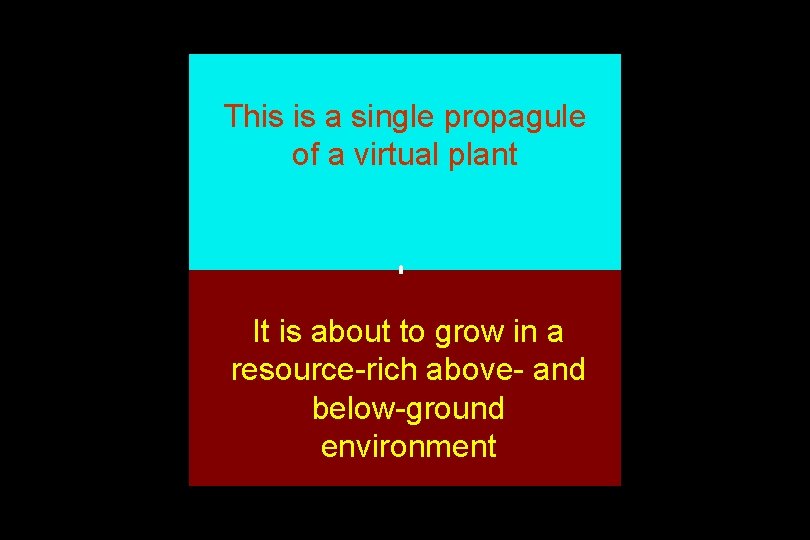 This is a single propagule of a virtual plant It is about to grow