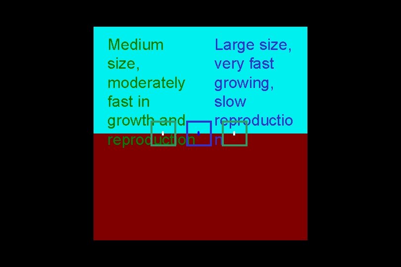 Medium size, moderately fast in growth and reproduction Large size, very fast growing, slow