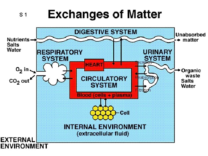 S 1 Secretion Reabsorption Filtration 