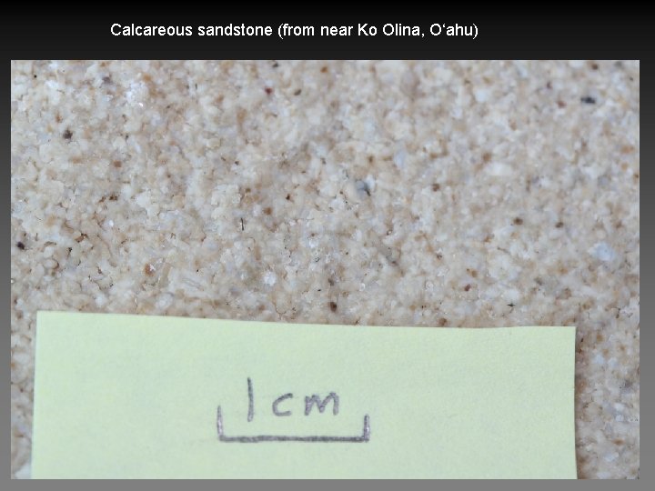 Calcareous sandstone (from near Ko Olina, O‘ahu) 