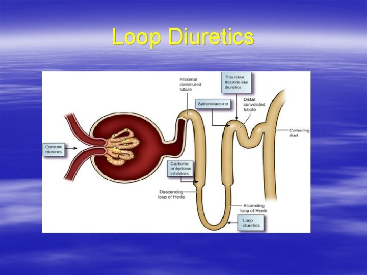Loop Diuretics 
