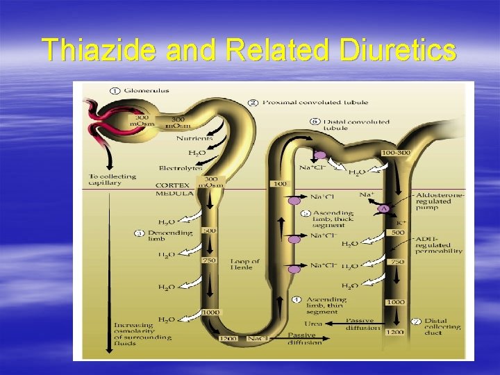 Thiazide and Related Diuretics 