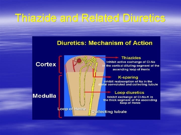 Thiazide and Related Diuretics 