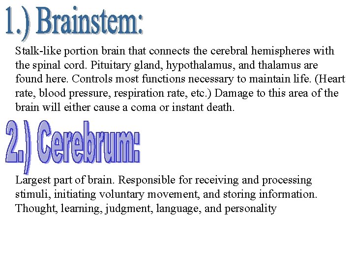 Stalk-like portion brain that connects the cerebral hemispheres with the spinal cord. Pituitary gland,