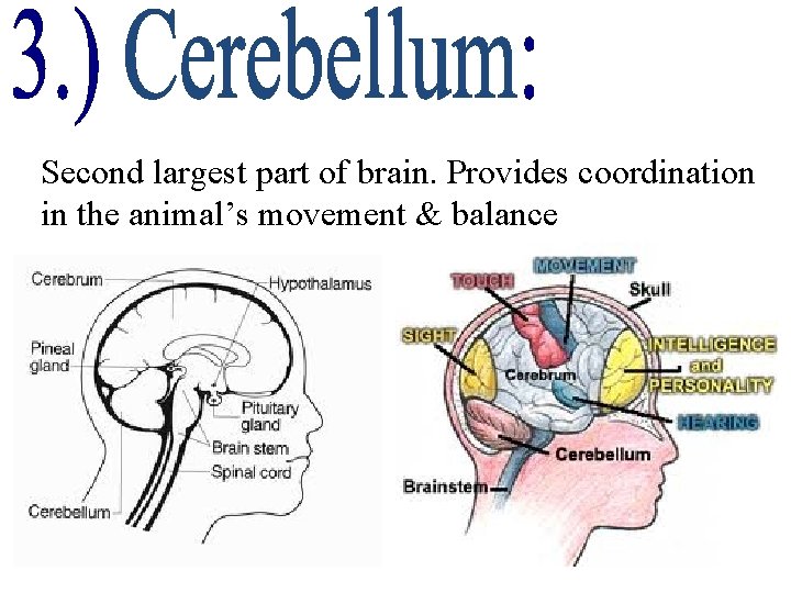 Second largest part of brain. Provides coordination in the animal’s movement & balance 