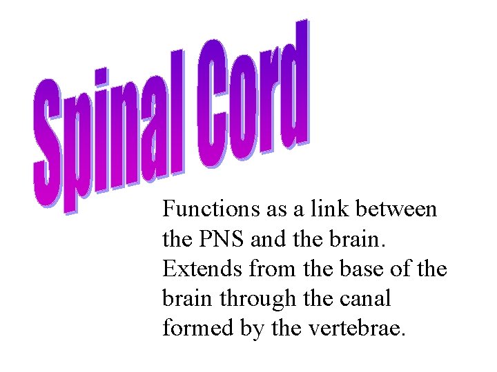 Functions as a link between the PNS and the brain. Extends from the base