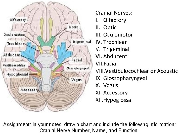 Cranial Nerves: I. Olfactory II. Optic III. Oculomotor IV. Trochlear V. Trigeminal VI. Abducent