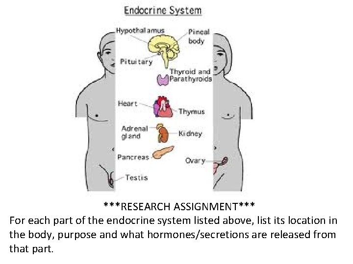 ***RESEARCH ASSIGNMENT*** For each part of the endocrine system listed above, list its location