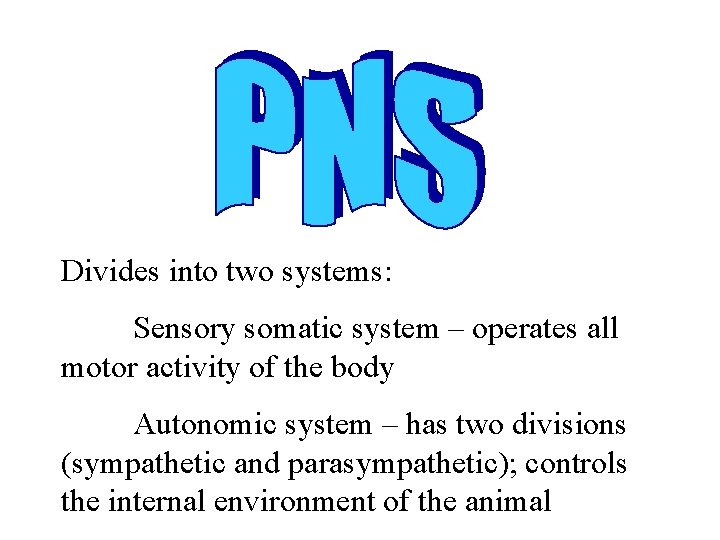 Divides into two systems: Sensory somatic system – operates all motor activity of the Divides into two systems: Sensory somatic system – operates all motor activity of the