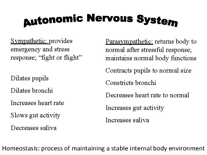 Sympathetic: provides emergency and stress response; “fight or flight” Parasympathetic: returns body to normal