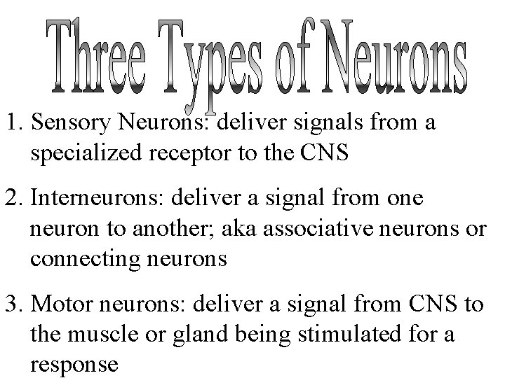 1. Sensory Neurons: deliver signals from a specialized receptor to the CNS 2. Interneurons: