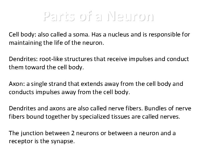 Parts of a Neuron Cell body: also called a soma. Has a nucleus and