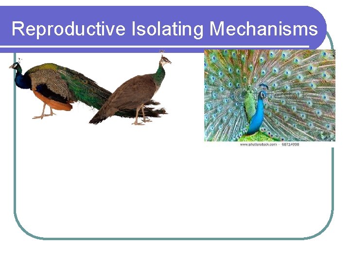 Reproductive Isolating Mechanisms 