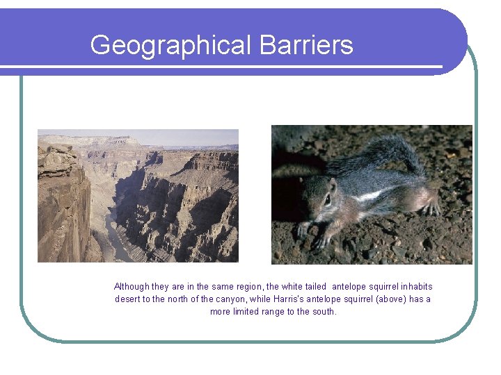 Geographical Barriers Although they are in the same region, the white tailed antelope squirrel