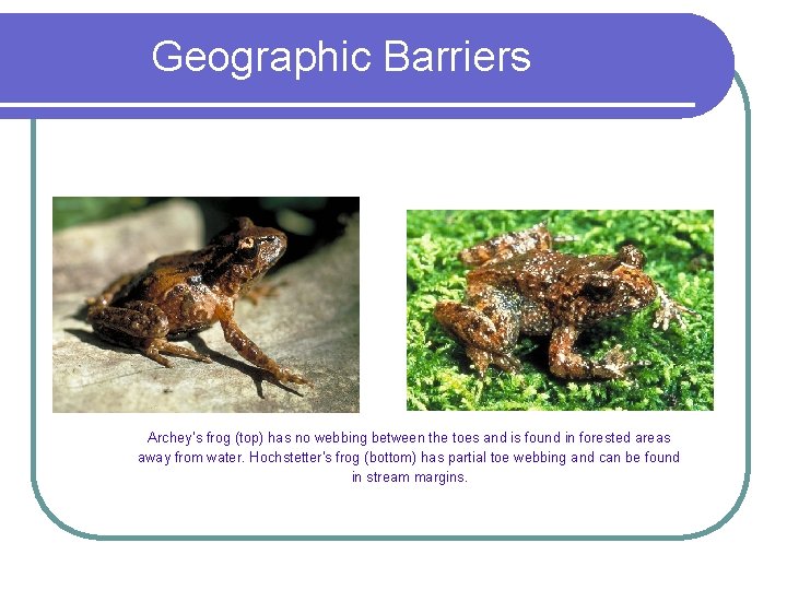 Geographic Barriers Archey’s frog (top) has no webbing between the toes and is found