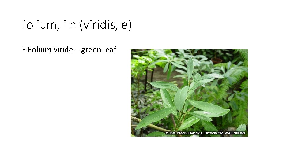 folium, i n (viridis, e) • Folium viride – green leaf 