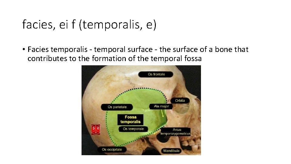 facies, ei f (temporalis, e) • Facies temporalis - temporal surface - the surface