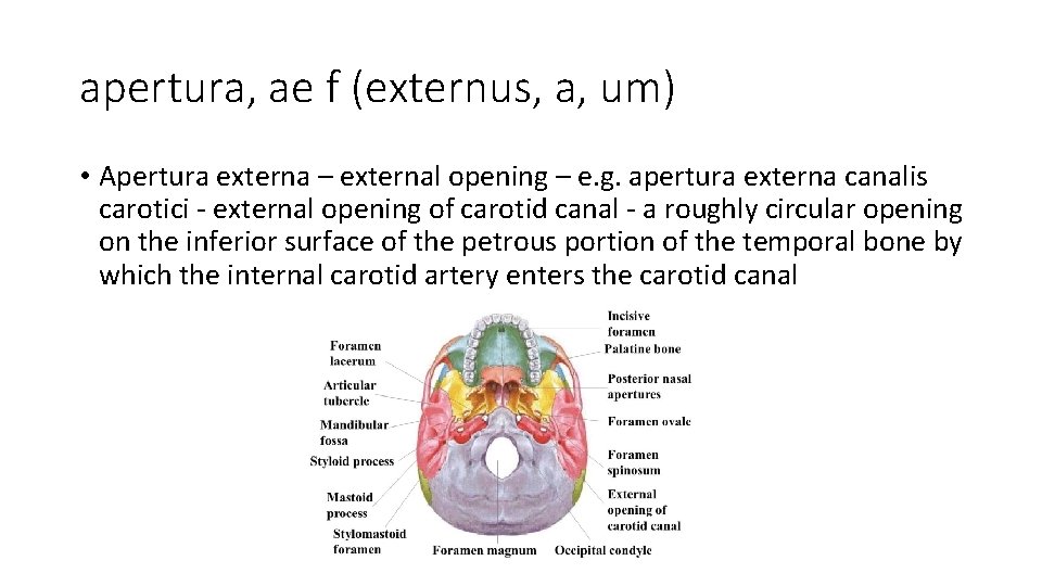 apertura, ae f (externus, a, um) • Apertura externa – external opening – e.