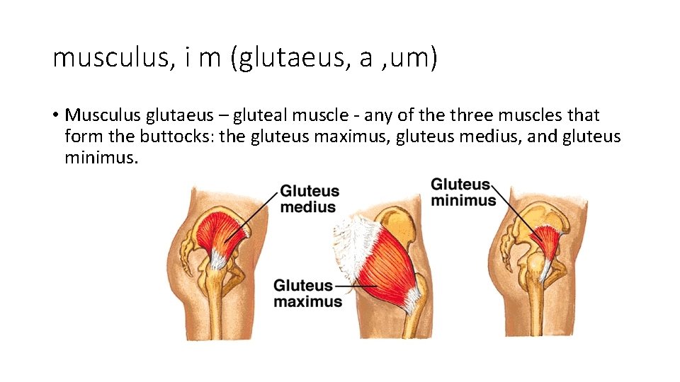 musculus, i m (glutaeus, a , um) • Musculus glutaeus – gluteal muscle -