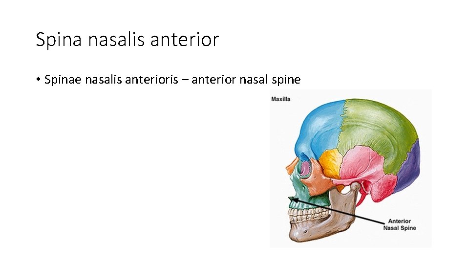 Spina nasalis anterior • Spinae nasalis anterioris – anterior nasal spine 