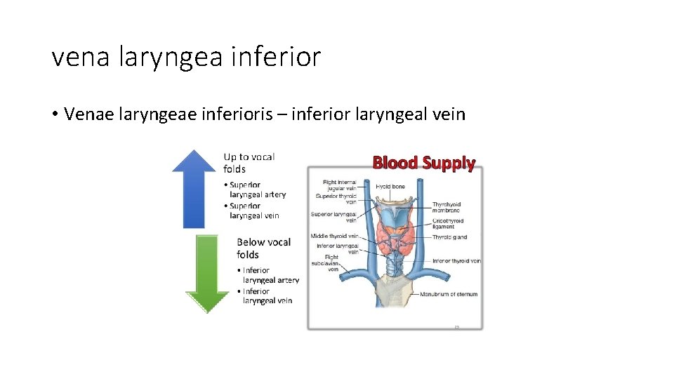 vena laryngea inferior • Venae laryngeae inferioris – inferior laryngeal vein 